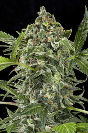 White Cheese Autoflowering