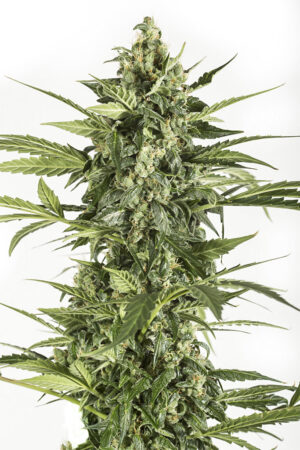 Amnesia XXL Autoflowering