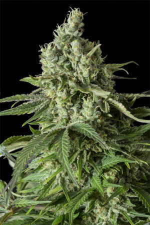Moby Dick CBD