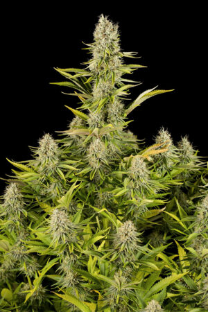 Amnesia Kush