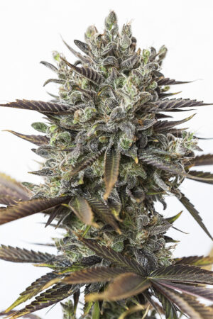 Purple Orange CBD