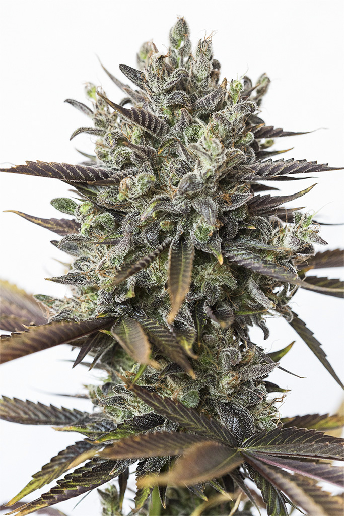 0003154-purple-orange-CBD