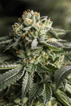 Remo Chemo