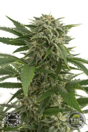 Bubba Kush Autoflowering