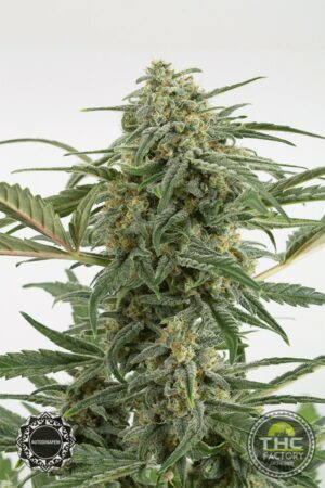 Critical + 2.0 Autoflowering