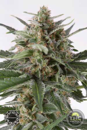 Critical + Autoflowering
