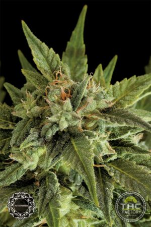 Fruit Autoflowering
