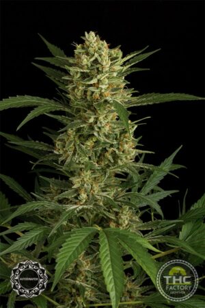 Original Amnesia Autoflowering