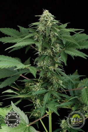 Roadrunner Autoflowering