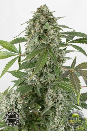 White Widow Autoflowering