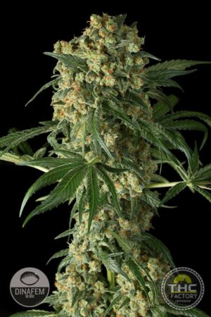 Big Kush