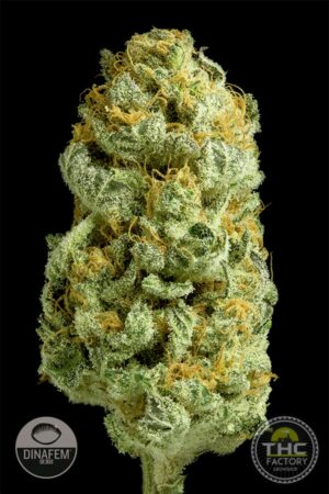 Critical Cheese