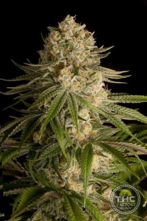 Critical Kush