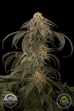 Purple Afghan Kush