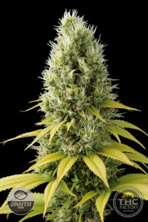 Shark Shock CBD