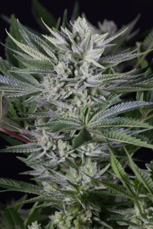 Quick Gorilla ( Fast Version-Floracion Ultrarapida )