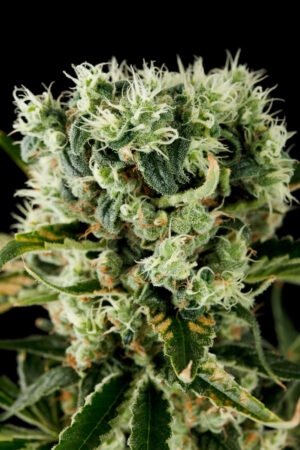 Moby Dick 2