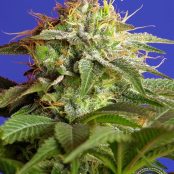 GREENPOISON_F1_sweet-seeds-semillas-feminizadas-marihuana-thcfactory-growshop-3