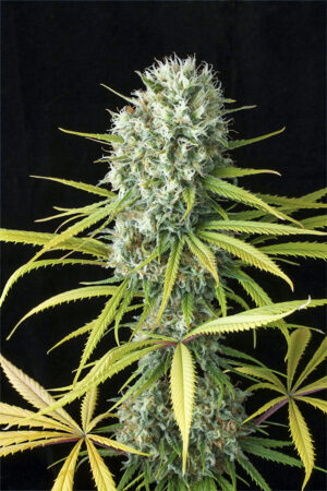 Original Amnesia