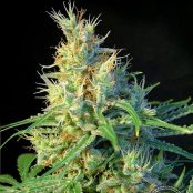 PSICODELICIA_sweet-seeds-semillas-feminizadas-marihuana-thcfactory-growshop-2