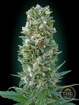 Auto Heavy Bud