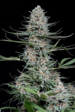 Quick Critical + ( Fast Version-Floracion Ultrarapida )