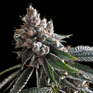 Golden Lemons