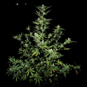 sour-ryder-asb-autofloreciente-gigante