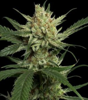 Strawberry Banana