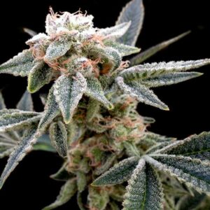 White Alien