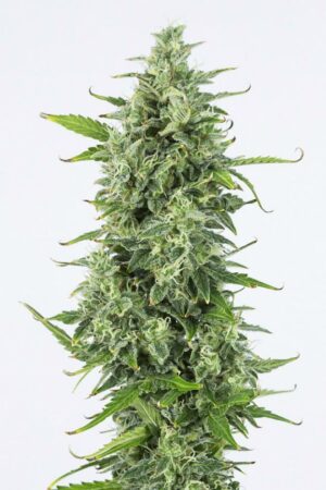 OG Kush Autoflowering
