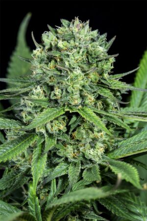 Cheese CBD