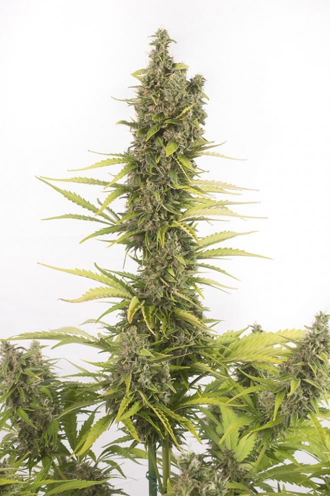 x0003203-amnesia-auto-CBD_660x990.jpg.pagespeed.ic.Ypa04J8eA2