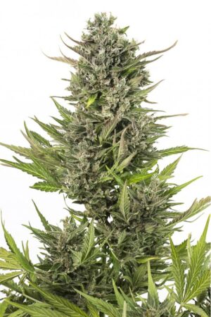 Critical + Autoflowering CBD